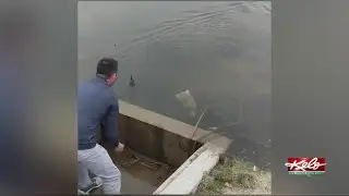 A duck rescue at Prairie Green Golf Course