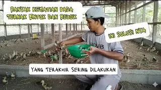 SUKSES PERAWATAN ANAK ENTOK DAN BEBEK NOL KEMATIAN ‼️