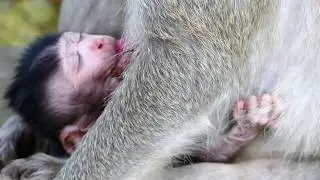 MG- What happen on newborn monkey? So pity newborn monkey seem tired & hot