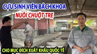 Cựu Sinh Viên Bách Khoa Nuôi Chuột Tre Hướng Tới Mục Đích Xuất Khẩu Quốc Tế 1,8Tr/Cân |Channuoi.Net