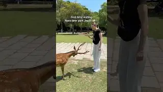 Олени в Японии кланяются вам!! 🦌 Олений парк в Наре, Япония 🇯🇵