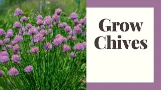 How to Grow Chives: Easy Tips for Fresh Flavor All Season!