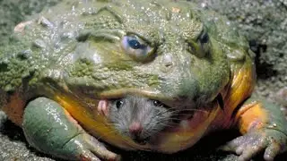 bullfrog eats mouse - monsters of the swamps