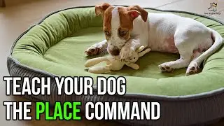 Teach Your Dog The Place Command - Place Training Basics