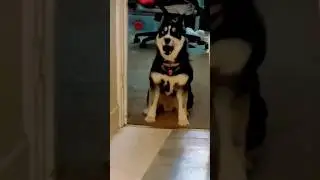 This husky had enough 😂