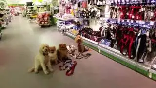 DogsReloaded Hundesitting - Einfach ruhig bleiben