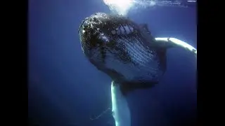 Undersea world  🔋 [Electronic music]