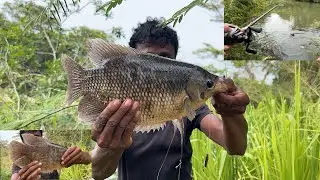 Giant Gourami fishing 🎣 අට්ටික්කා වලට අල්ලන තෙප්පිලි 🐠 තෙප්පිලි, ගුරාමි, රාදැල්ලා, දොලයා, මනමාලයා 