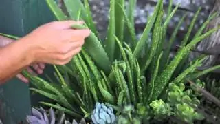 The Recommended Variety of Aloe Vera Plant for Harvesting : Solving Plant Needs