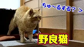 ぐっすり寝てたのに…【野良猫】