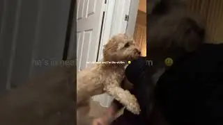 @thekianna.c: Есть какие-нибудь советы по уходу за собакой на этом этапе? Я пробовала медведей 🐻,...