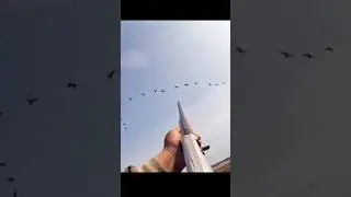 Flock locked&hellip; Trigger ready!#Hunt#Goose#Shot#Shikar#Parinda#Охота#Гусь#Caza#Ganso#Av#Kaz#صيد#وز
