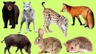 Learn Wild Animal Names in English 🐾 | Daily Forest Vocabulary with Audio
