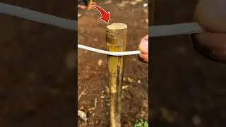 How to Tie Rope to Bamboo the Right Way | Strong Knot Trick🥱😍 #shorts #shortvideo #viralvideo