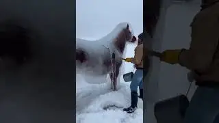 ❄️ Frozen Horse Rescued Just in Time &mdash; Emotional Footage