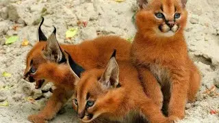 10 RAREST Cat Breeds In The World!