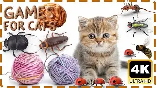 4K Cat Love Games | Best Entertainment for Cats to Watch | Chasing Mice and Insects in Action