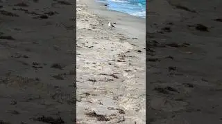 Calming Ocean Waves  #beach #oceanwaves #ASMR #shorts