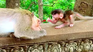 So beautiful, Bela's baby monkey, So smart, learning to walk toddler by owner