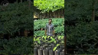 ജാതി കൃഷി | Nutmeg Farming  #youtubeshorts #nutmeg #agriculture @mannarakathunursery