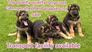 German shepherd puppies for sale/8143226849/hyderabad/dog market in hyderabad 