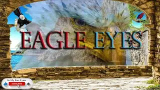 American Bald Eagle-Eagle Eyes-Cinematic Drama-Waterfalls-Castle Window View-Ocean-Nature