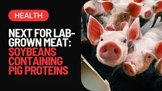 Food Hackers are doing WHAT?!? Genetically Modified Soybeans Contain Pig Proteins