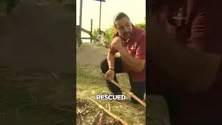 Elephant Cries After Being Rescued from 50 Years of Abuse #Shorts #Facts #DidYouKnow #QuickFacts