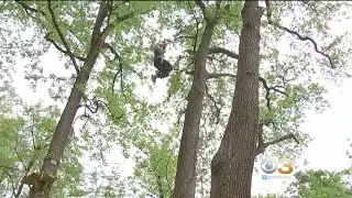 #CBS3SummerFest: Treetop Quest At Fairmount Park