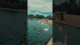 Kensington Pond #travel #london #love #PrincessDiana  #kensingtonpalace #life #travel #summer 🇬🇧