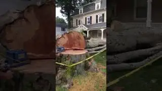 Vista Ave Newton, MA August 10, 2017 natural gas in tree
