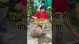 Foxtail palm #foxtail #palm #trending #shorts #ytshorts #imazingnature #nature #foryou #foryoupage