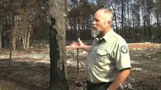 Central Texas Forest Struggles to Recover from Fires