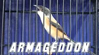 masteran cendet armageddon armagedon kunti greja