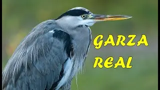 La Garza Real.