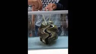 giant alien clam sashimi #sashimi #food #america
