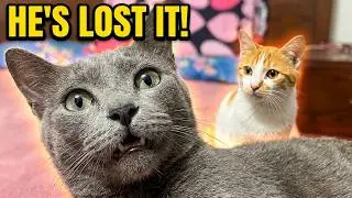 😹 Najzabawniejsze kociaki w sieci | MEOWTIME pełne śmiechu