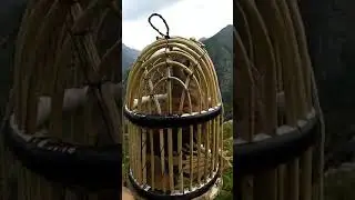 Модд кабги шикори Moki keklik sayrashi