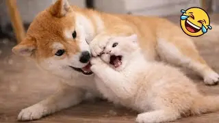 🔴 Live - 😂 New Funny Videos with CATS and DOGS 😹🐶 | Funniest ANIMALS 2025
