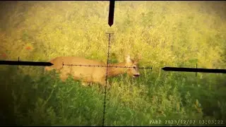 May 2024 Roe buck - Test rifle scope SWFA 10x42
