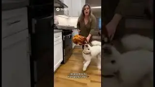 My dog stole the Thanksgiving Turkey #aigenerated #comedyskit #goldendoodlelife