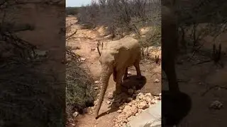 Wildlife Encounter on Private Game Reserve || ViralHog