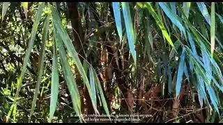VIDEO 2025 11 01 13 28 06 - English