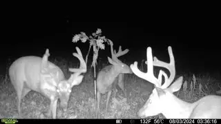 Mock Scrapes and Licking Branches for Whitetail Deer - BuckStik System