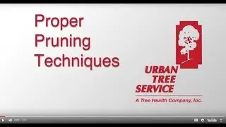 Urban Tree Service   PRUNING TECHNIQUES