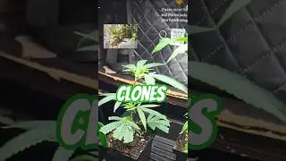 Cloning is very easy, trust me. 👊👍 #shorts #homegrown #seedling #clones #grow #growth #blowup #fyi