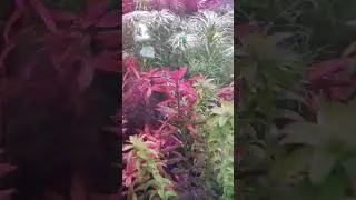Red roots floaters ❤️