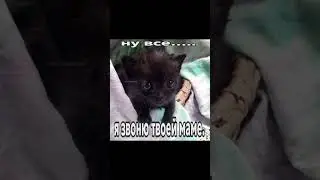 а автор заболел, по приколу. #озвучка #мем #котики