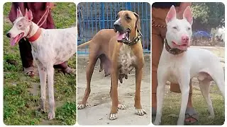 Top Quality Bully Gulter Pitbull German Shepherd All Breed Available For Sale In Low Price