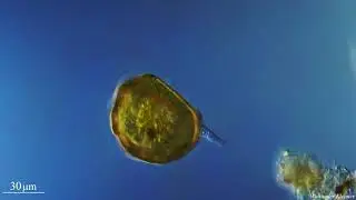 Testacea